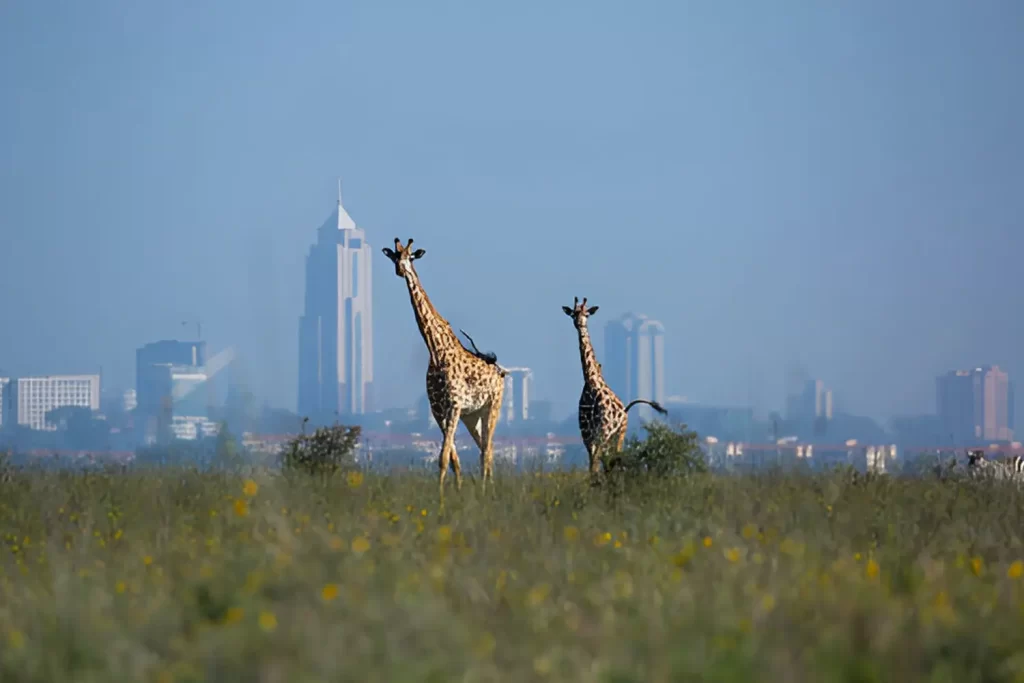 Kenya tours and air ticketing, travel agency in Kenya, safari booking Kenya